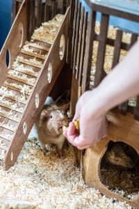 Cavia eet uit de hand