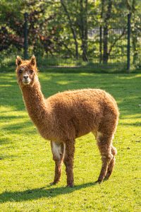 Alpaca in de wei