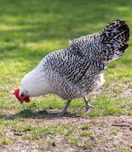 Hen