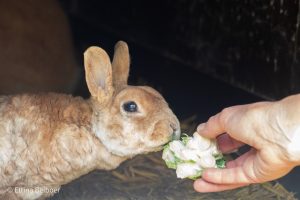 Konijn eet uit de hand