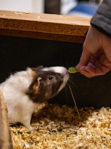 Cavia eet uit de hand